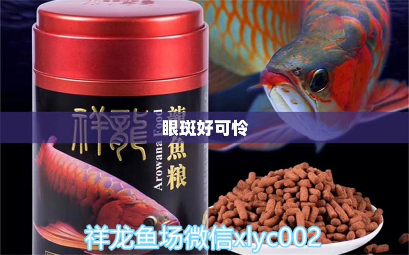 眼斑好可憐 藍(lán)底過背金龍魚 第3張