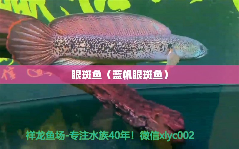 眼斑魚(yú)（藍(lán)帆眼斑魚(yú)） 眼斑魚(yú)