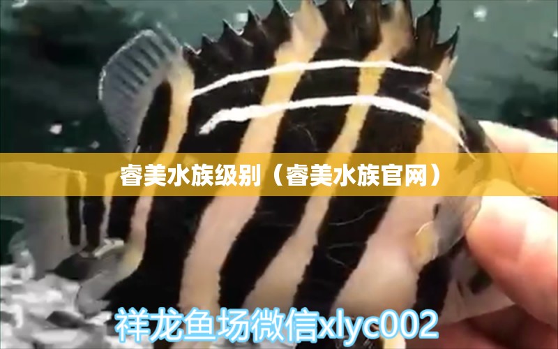 睿美水族級(jí)別（睿美水族官網(wǎng)）