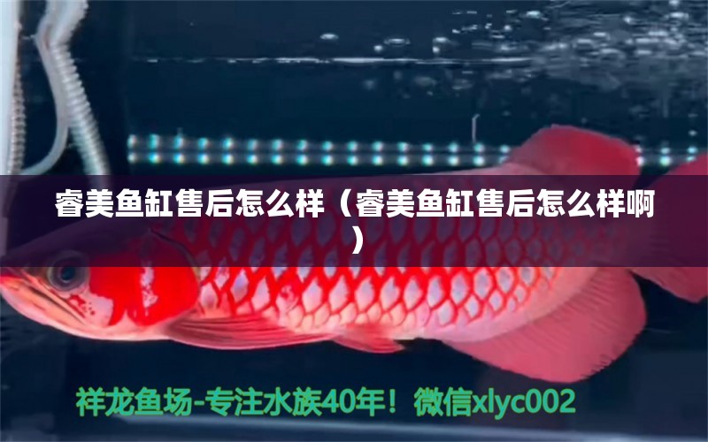 睿美魚缸售后怎么樣（睿美魚缸售后怎么樣?。?七彩神仙魚