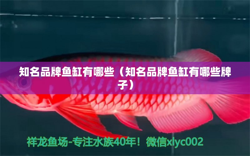 知名品牌魚缸有哪些（知名品牌魚缸有哪些牌子） iwish愛唯希品牌魚缸