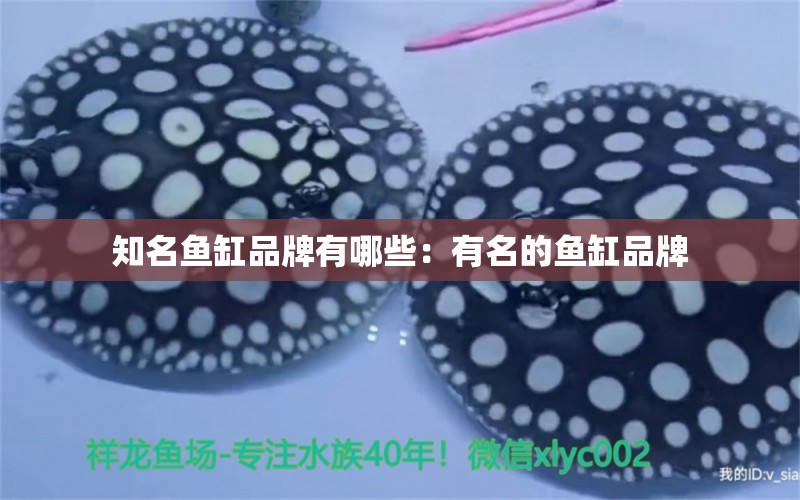 知名魚(yú)缸品牌有哪些：有名的魚(yú)缸品牌 廣州龍魚(yú)批發(fā)市場(chǎng)