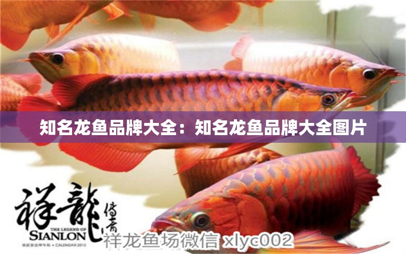 知名龍魚品牌大全：知名龍魚品牌大全圖片