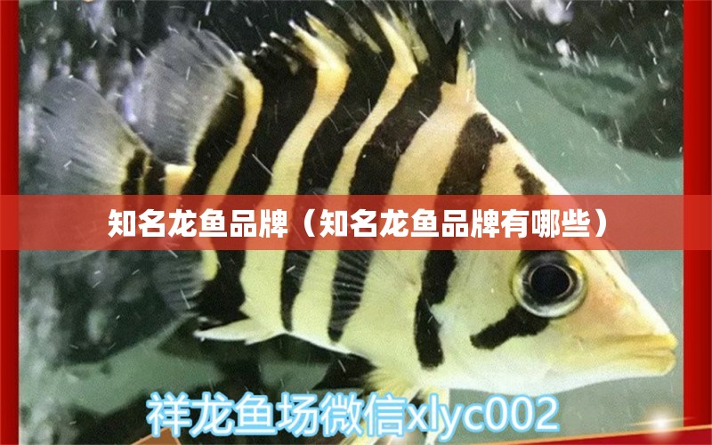 知名龍魚品牌（知名龍魚品牌有哪些）