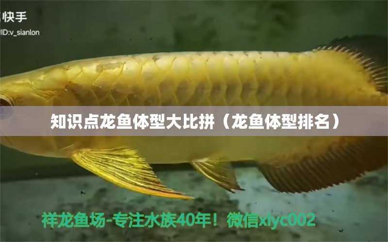 知識點(diǎn)龍魚體型大比拼（龍魚體型排名）