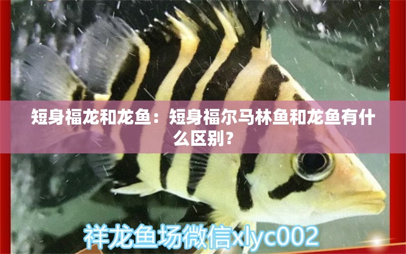 短身福龍和龍魚：短身福爾馬林魚和龍魚有什么區(qū)別？ 水族問答 第2張