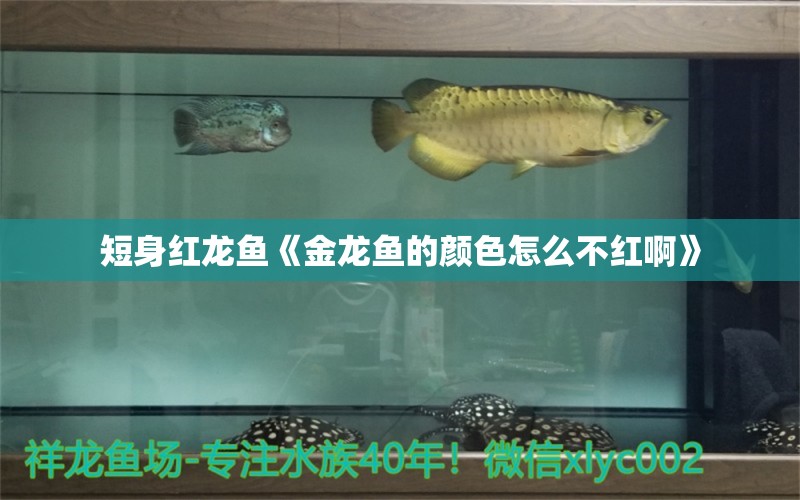 短身紅龍魚《金龍魚的顏色怎么不紅啊》