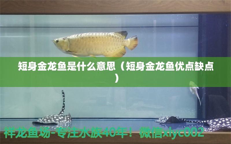 短身金龍魚(yú)是什么意思（短身金龍魚(yú)優(yōu)點(diǎn)缺點(diǎn)）