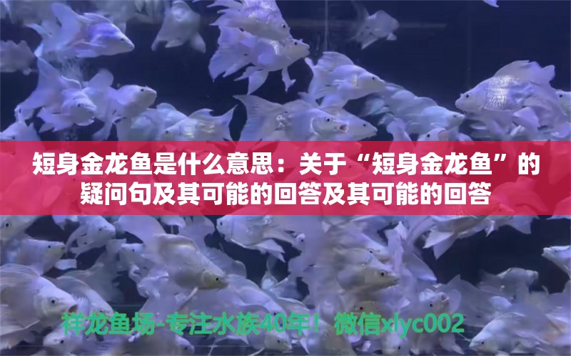 短身金龍魚是什么意思：關(guān)于“短身金龍魚”的疑問句及其可能的回答及其可能的回答 水族問答 第2張