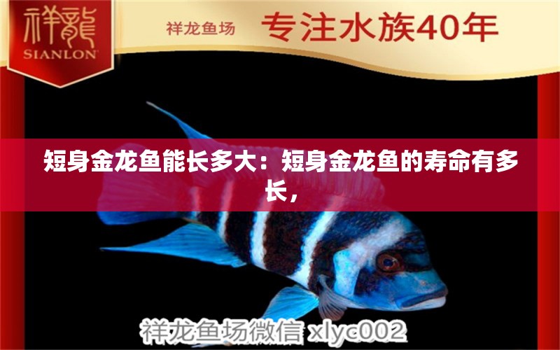 短身金龍魚能長多大：短身金龍魚的壽命有多長， 水族問答 第1張