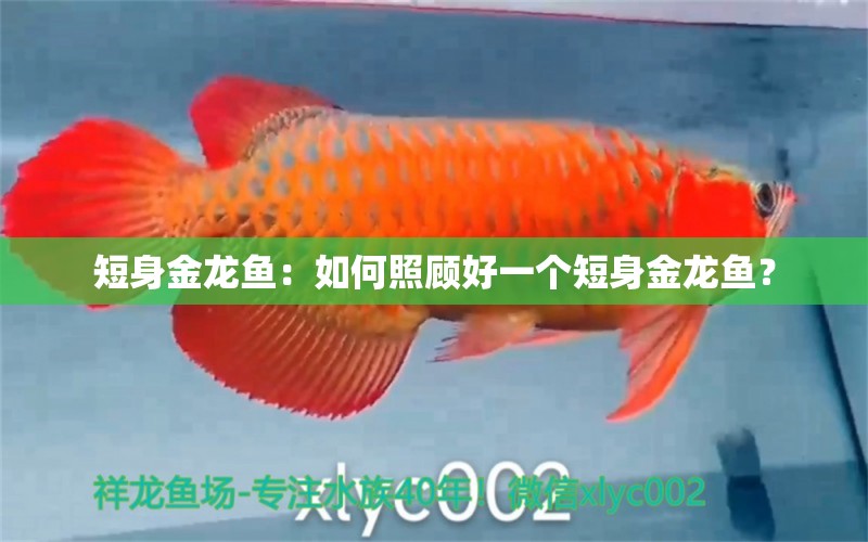 短身金龍魚：如何照顧好一個短身金龍魚？ 水族問答 第2張