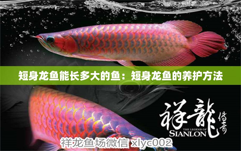 短身龍魚能長(zhǎng)多大的魚：短身龍魚的養(yǎng)護(hù)方法 水族問答 第2張