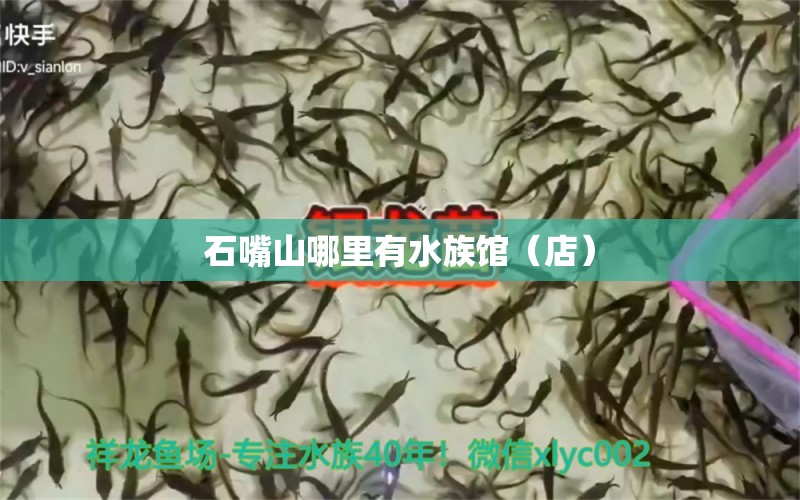 石嘴山哪里有水族館（店） 觀賞魚水族批發(fā)市場(chǎng)