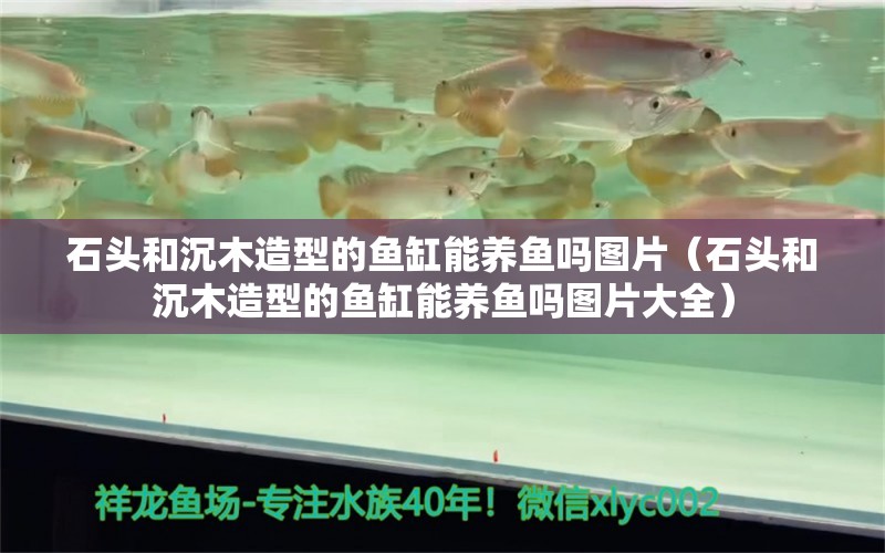 石頭和沉木造型的魚缸能養(yǎng)魚嗎圖片（石頭和沉木造型的魚缸能養(yǎng)魚嗎圖片大全） 其他品牌魚缸