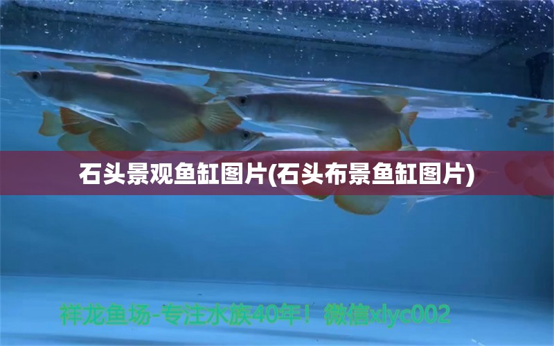 石頭景觀魚缸圖片(石頭布景魚缸圖片) 養(yǎng)魚知識