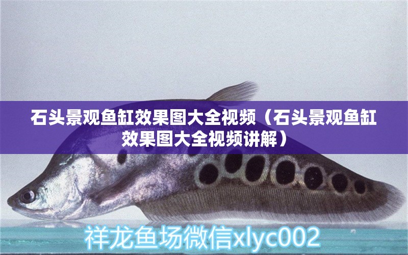 石頭景觀魚缸效果圖大全視頻（石頭景觀魚缸效果圖大全視頻講解） 印尼紅龍魚