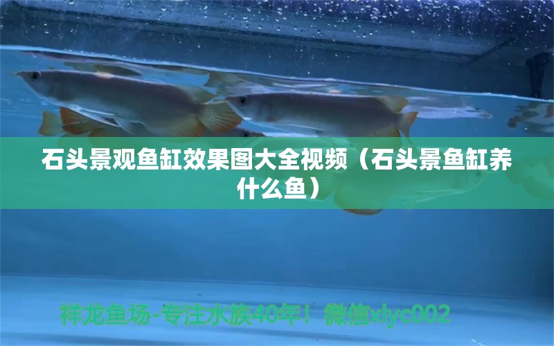 石頭景觀魚缸效果圖大全視頻（石頭景魚缸養(yǎng)什么魚）