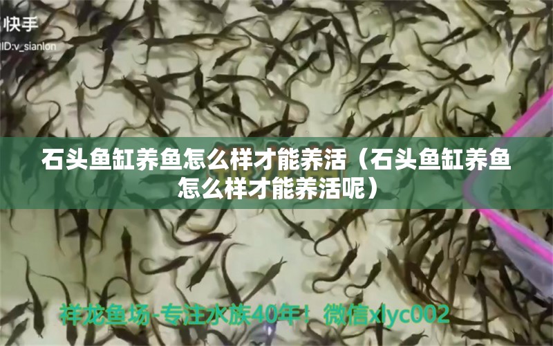 石頭魚缸養(yǎng)魚怎么樣才能養(yǎng)活（石頭魚缸養(yǎng)魚怎么樣才能養(yǎng)活呢） 祥龍水族醫(yī)院