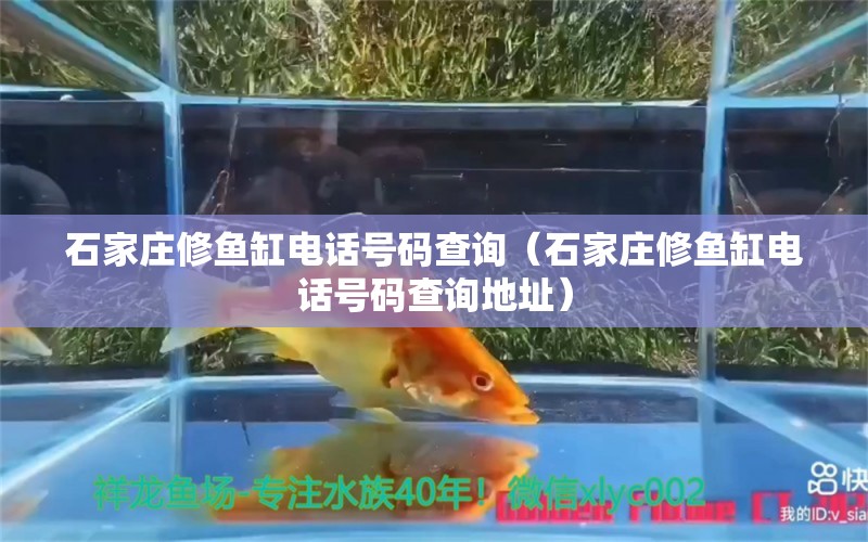 石家莊修魚缸電話號碼查詢（石家莊修魚缸電話號碼查詢地址） 祥龍水族醫(yī)院