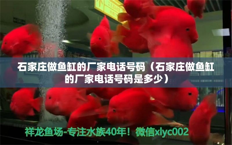 石家莊做魚缸的廠家電話號碼（石家莊做魚缸的廠家電話號碼是多少） 觀賞魚市場（混養(yǎng)魚）