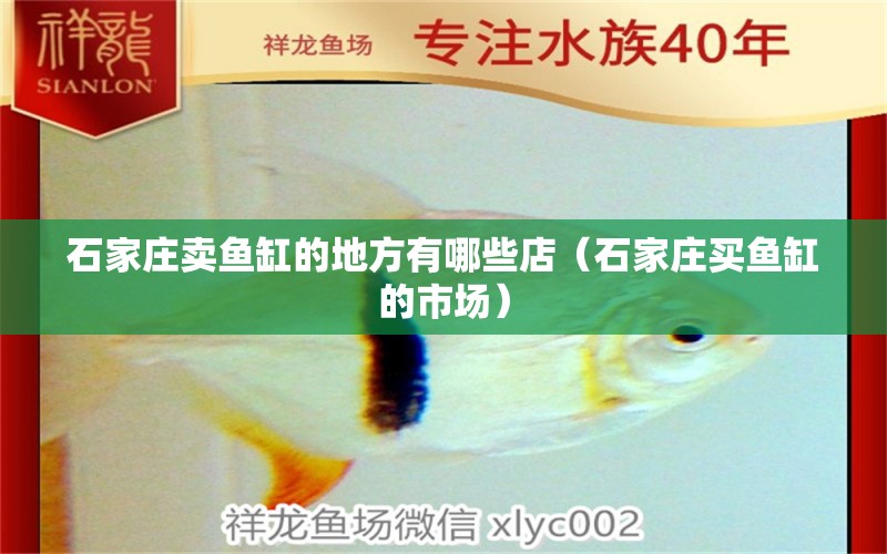 石家莊賣魚缸的地方有哪些店（石家莊買魚缸的市場(chǎng)）