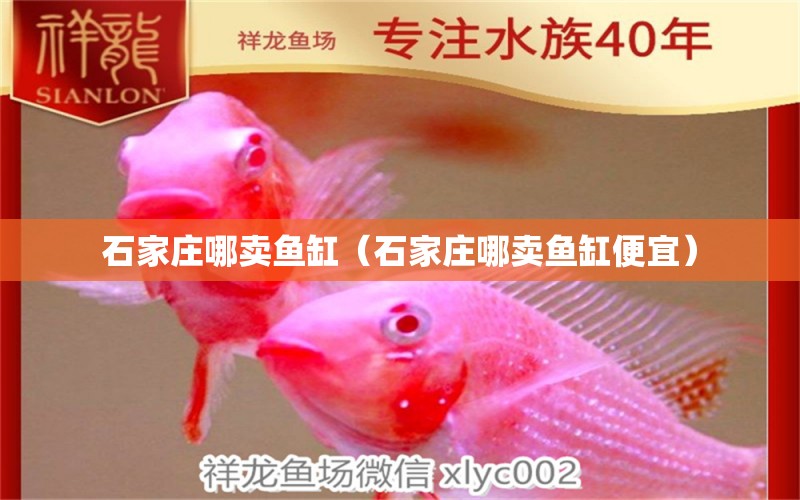 石家莊哪賣魚缸（石家莊哪賣魚缸便宜） 龍鳳鯉魚