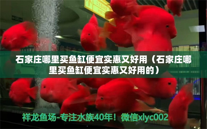 石家莊哪里買魚缸便宜實(shí)惠又好用（石家莊哪里買魚缸便宜實(shí)惠又好用的） 觀賞魚市場（混養(yǎng)魚）