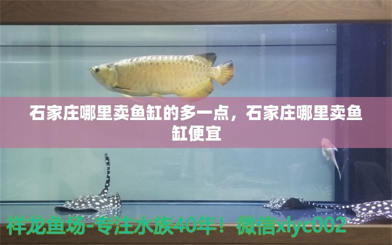 石家莊哪里賣魚缸的多一點(diǎn)，石家莊哪里賣魚缸便宜