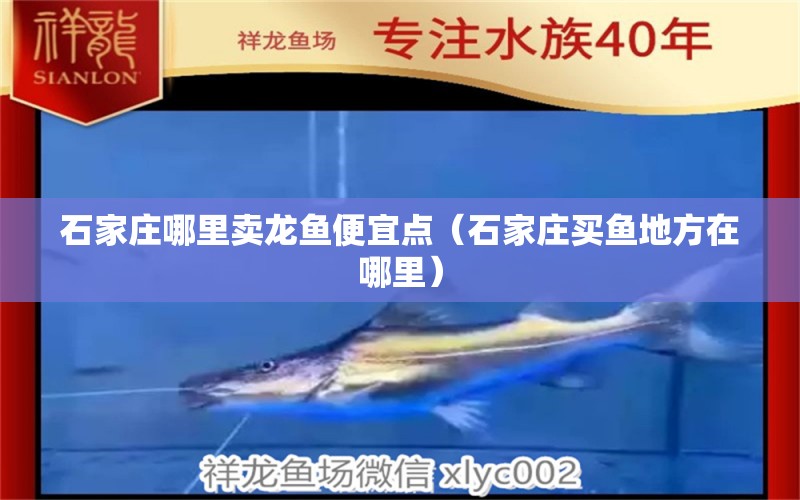 石家莊哪里賣龍魚便宜點（石家莊買魚地方在哪里） ?；?異型虎魚/純色虎魚