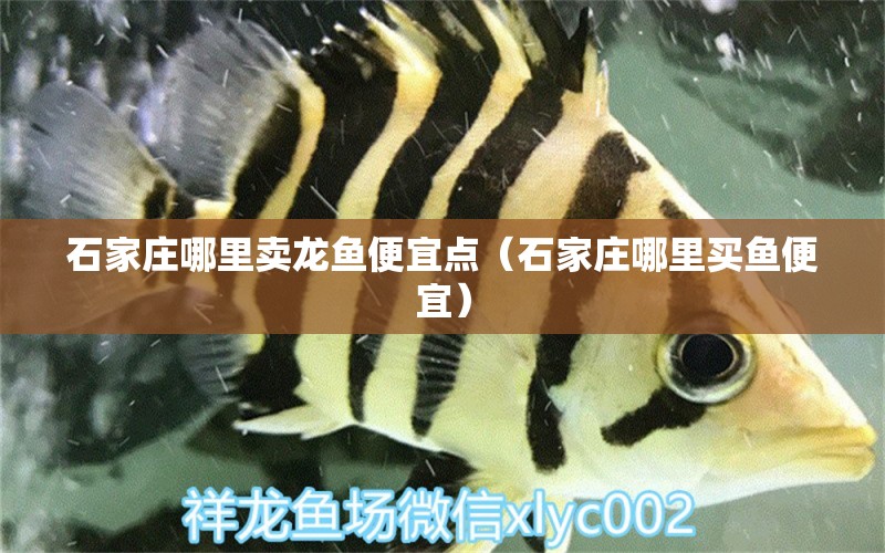 石家莊哪里賣(mài)龍魚(yú)便宜點(diǎn)（石家莊哪里買(mǎi)魚(yú)便宜）