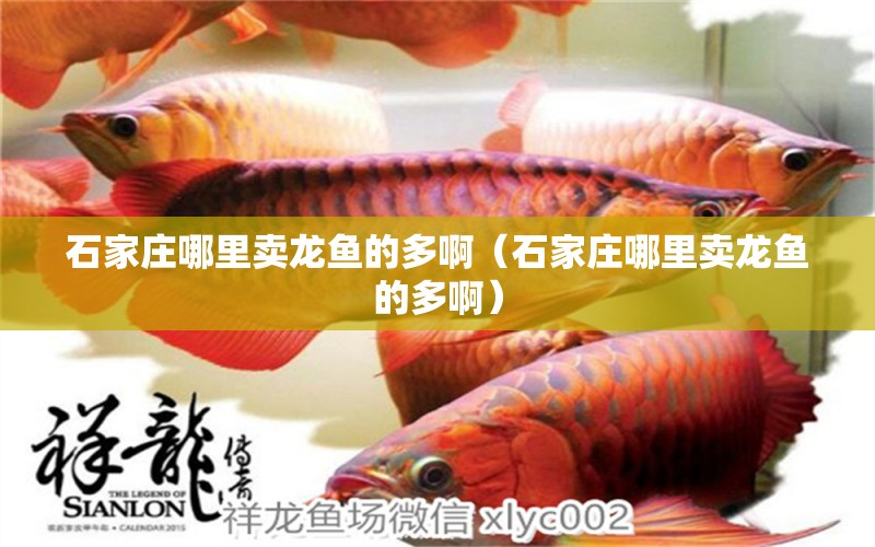 石家莊哪里賣龍魚的多?。ㄊ仪f哪里賣龍魚的多?。? title=