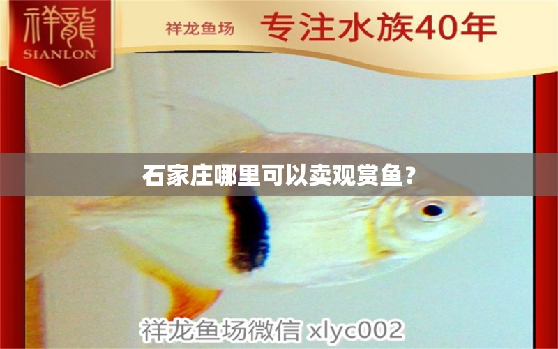 石家莊哪里可以賣觀賞魚？