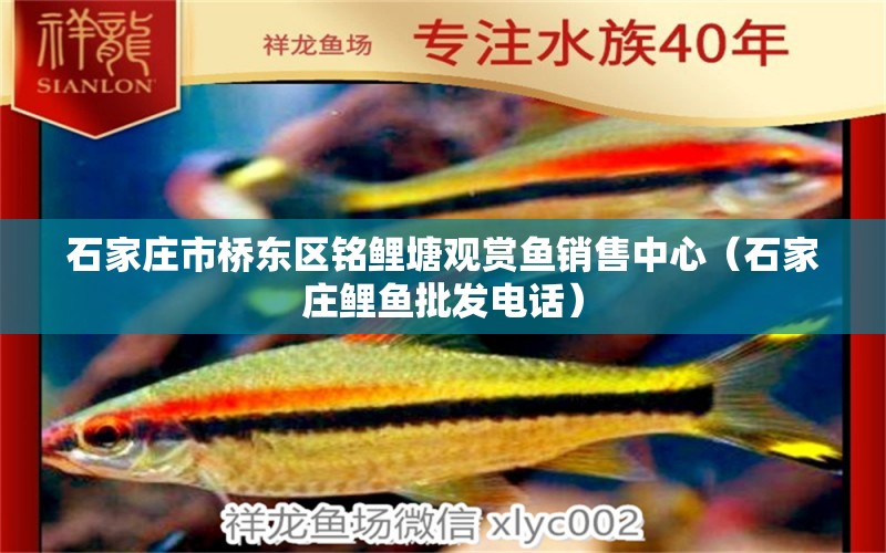 石家莊市橋東區(qū)銘鯉塘觀賞魚銷售中心（石家莊鯉魚批發(fā)電話）