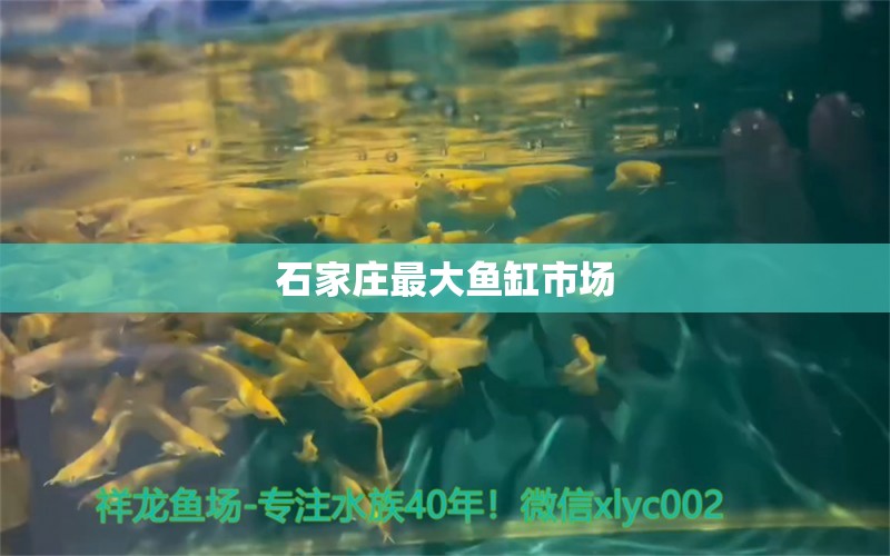 石家莊最大魚缸市場(chǎng) 其他品牌魚缸