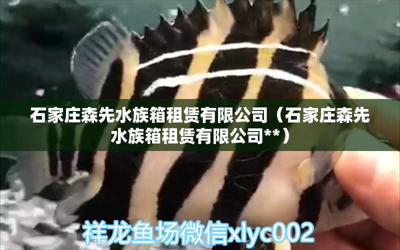 石家莊森先水族箱租賃有限公司（石家莊森先水族箱租賃有限公司**） 魚缸/水族箱