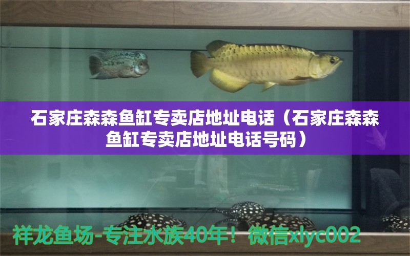 石家莊森森魚缸專賣店地址電話（石家莊森森魚缸專賣店地址電話號(hào)碼） 金老虎魚