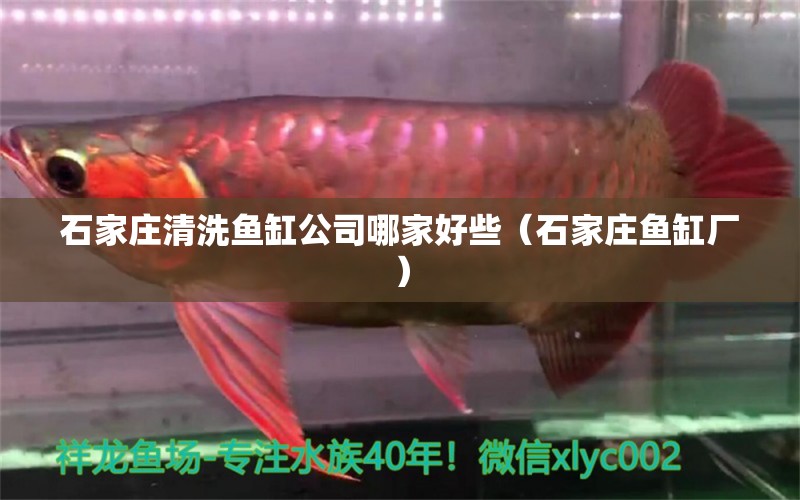 石家莊清洗魚缸公司哪家好些（石家莊魚缸廠）