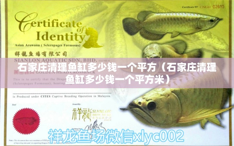 石家莊清理魚(yú)缸多少錢(qián)一個(gè)平方（石家莊清理魚(yú)缸多少錢(qián)一個(gè)平方米） 鸚鵡魚(yú)