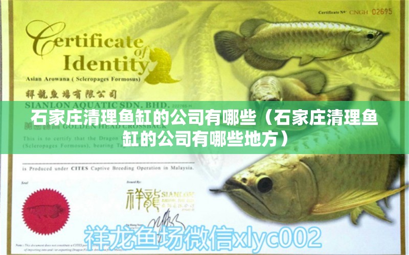 石家莊清理魚(yú)缸的公司有哪些（石家莊清理魚(yú)缸的公司有哪些地方） 硝化細(xì)菌