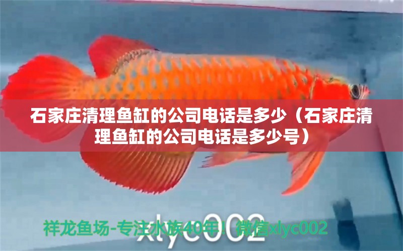 石家莊清理魚缸的公司電話是多少（石家莊清理魚缸的公司電話是多少號）