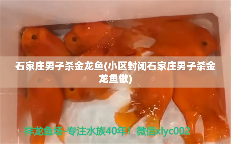 石家莊男子殺金龍魚(小區(qū)封閉石家莊男子殺金龍魚做) 帝王迷宮