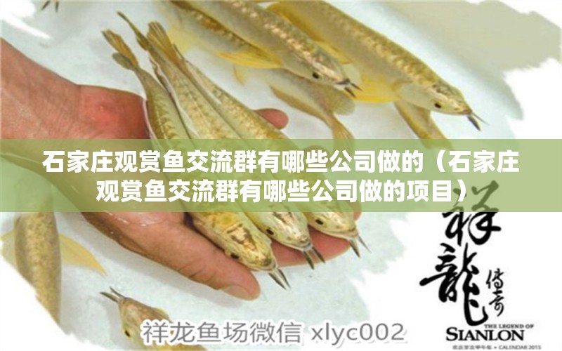 石家莊觀賞魚交流群有哪些公司做的（石家莊觀賞魚交流群有哪些公司做的項目）