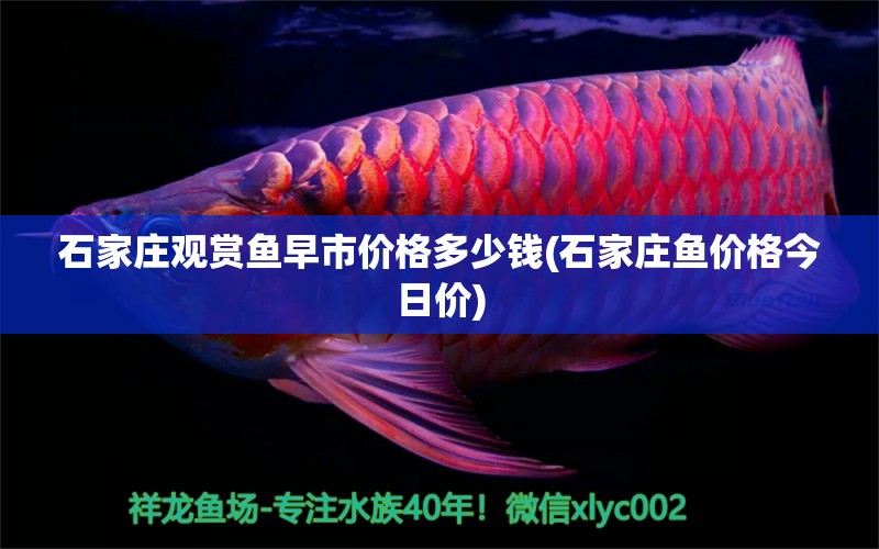 石家莊觀賞魚早市價格多少錢(石家莊魚價格今日價) 申古銀版魚