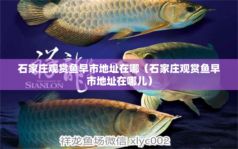 石家莊觀賞魚早市地址在哪（石家莊觀賞魚早市地址在哪兒） 祥龍水族醫(yī)院