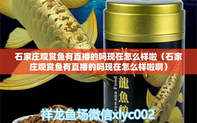 石家莊觀賞魚有直播的嗎現(xiàn)在怎么樣啦（石家莊觀賞魚有直播的嗎現(xiàn)在怎么樣啦?。? title=