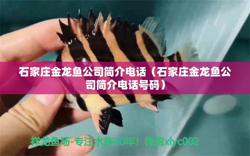 石家莊金龍魚公司簡介電話（石家莊金龍魚公司簡介電話號碼）