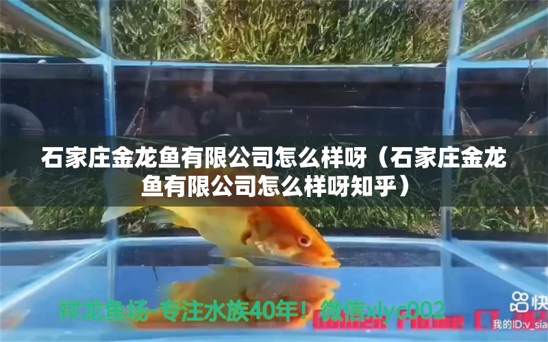 石家莊金龍魚有限公司怎么樣呀（石家莊金龍魚有限公司怎么樣呀知乎）