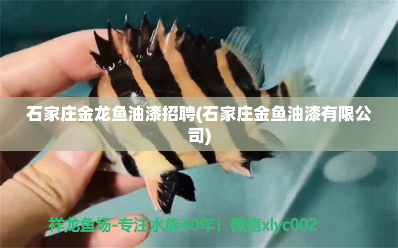 石家莊金龍魚油漆招聘(石家莊金魚油漆有限公司) 稀有金龍魚