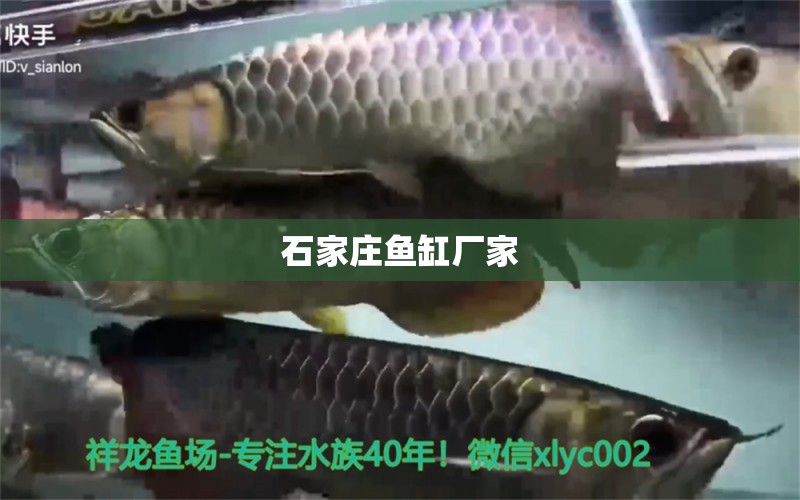 石家莊魚缸廠家