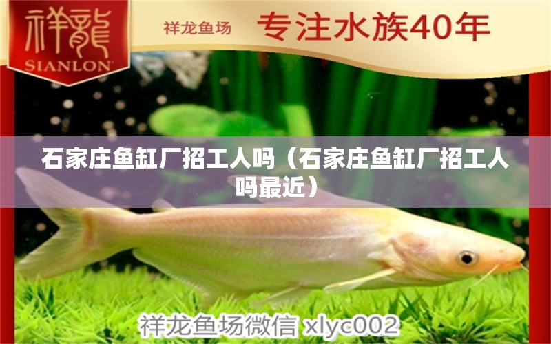 石家莊魚缸廠招工人嗎（石家莊魚缸廠招工人嗎最近） 銀古魚苗